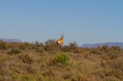 04 - Karoo NP (14)